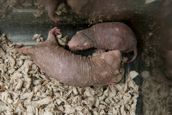 June 25th, 2013 Naked Mole Rat Hyaluronan